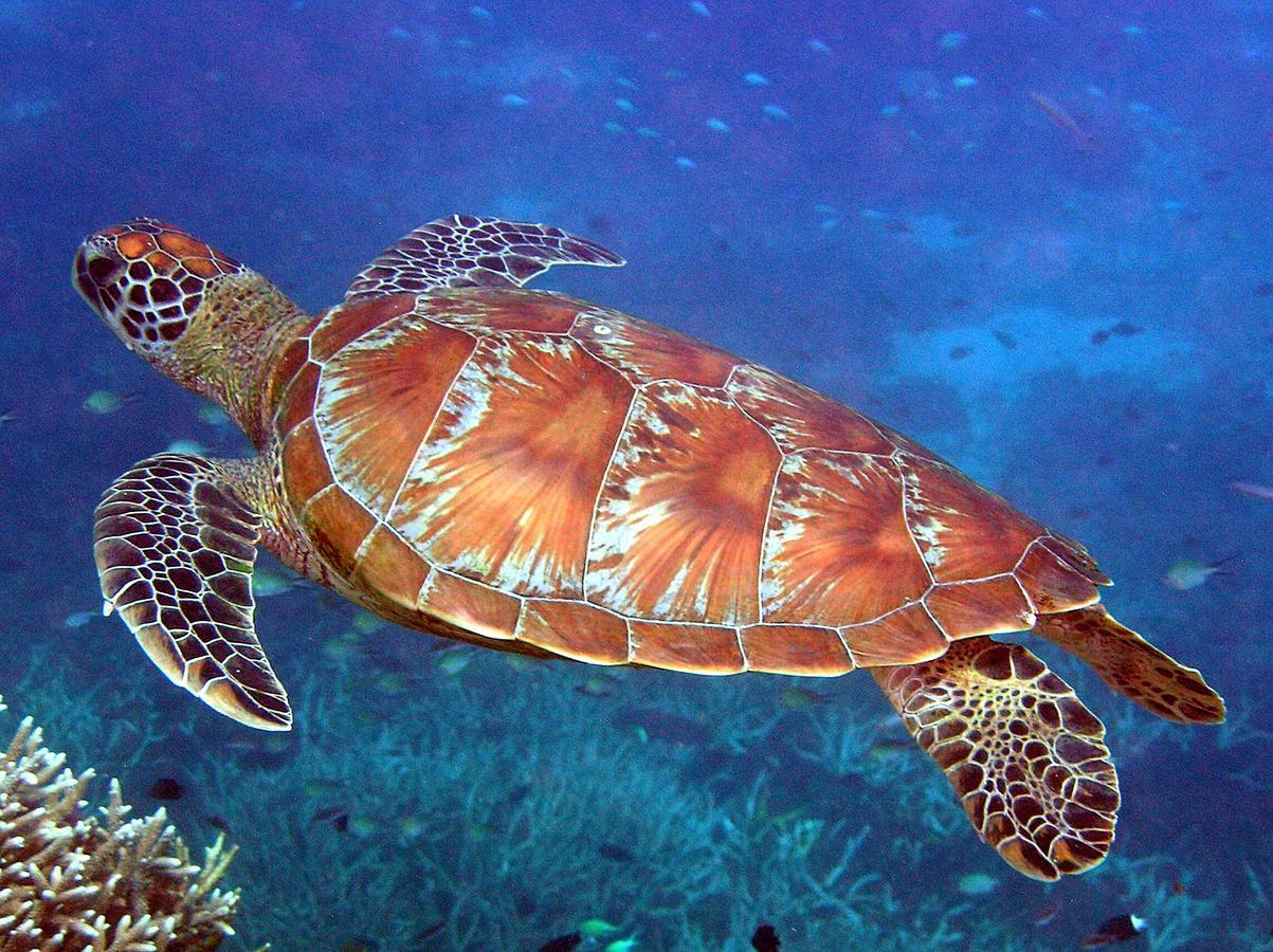 Reef Suite Agnes Water Exterior foto